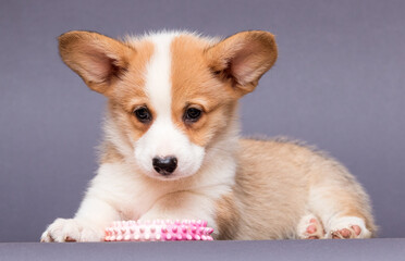 cute puppy and dog toy, welsh corgi