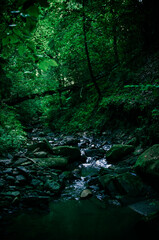mountain stream in the dark thickets of dense forest on the slope of the mountains. High quality photo