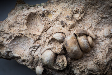 Gastropod and sea shell fossils trapped in sandstone