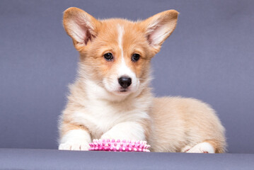 red welsh corgi puppy, canine, funny, dog, animal, puppy, pet, white, breed, domestic, small, studio, background, cute, young, portrait, isolated, adorable, red, welsh corgi, mammal, happy, fun, corgi