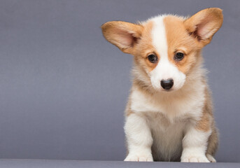 red welsh corgi puppy, canine, funny, dog, animal, puppy, pet, white, breed, domestic, small, studio, background, cute, young, portrait, isolated, adorable, red, welsh corgi, mammal, happy, fun, corgi