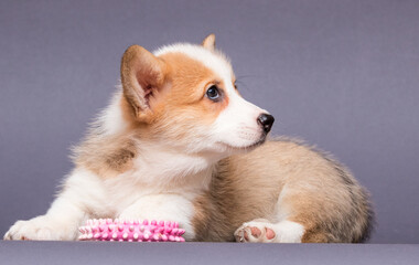 red welsh corgi puppy, canine, funny, dog, animal, puppy, pet, white, breed, domestic, small, studio, background, cute, young, portrait, isolated, adorable, red, welsh corgi, mammal, happy, fun, corgi