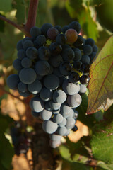 Vi&ntilde;edos integrados en la  D.O  Utiel-Requena, comarca situada en la zona oeste de la provincia de Valencia.