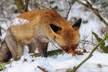 red fox in snow