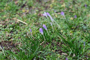 Blumen auf einer Wiese
