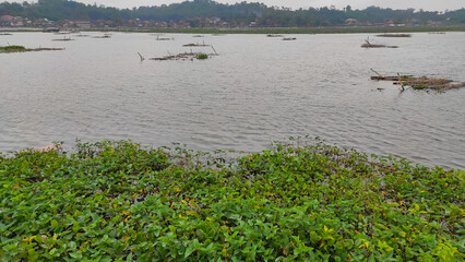Photo of the sea of lotus plants on the shores of Lake Bagendit in the Garut area, Indonesia
