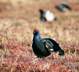 Male Black grouse on the lek
