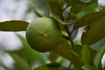 lemon on tree