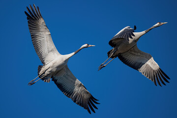 crane Grus grus