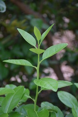 leaves in the garden