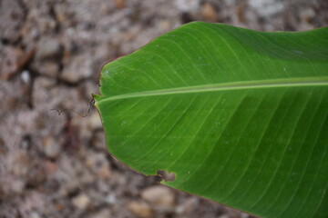 Banana leaf. green background. banana texture.