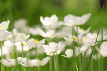 white spring flowers