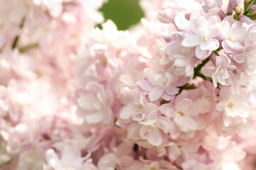 pink cherry blossom