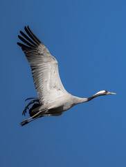 crane Grus grus