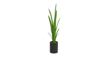 snake plant with pot without shadow 3d render
