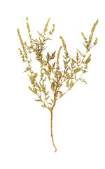 Branch ragweed or ambrosia plant with flowers and leaves isolated