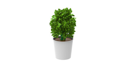 devils ivy plant with pot without shadow 3d render