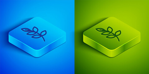 Isometric line Willow leaf icon isolated on blue and green background. Square button. Vector