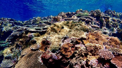 慶良間諸島阿嘉島の綺麗な珊瑚礁の海中の風景