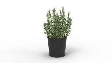 plant with black pot with shadow 3d render