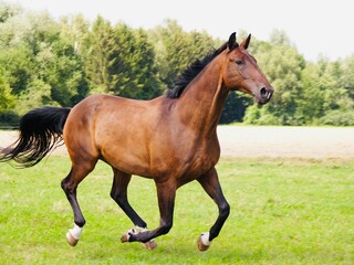 Obraz na płótnie Canvas Als Brauner bezeichnetes Pferd mit braunem Deckhaar und schwarzer Mähne sowie schwarzen Beinen und schwarzen Ohrenspitzen in Bewegung fotografiert