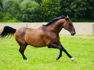 Als Brauner bezeichnetes Pferd mit braunem Deckhaar und schwarzer Mähne sowie schwarzen Beinen und schwarzen Ohrenspitzen in Bewegung fotografiert