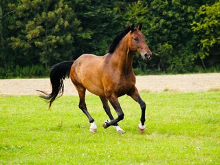Obraz premium Als Brauner bezeichnetes Pferd mit braunem Deckhaar und schwarzer Mähne sowie schwarzen Beinen und schwarzen Ohrenspitzen in Bewegung fotografiert