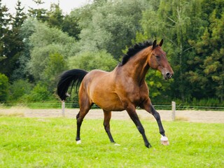 Als Brauner bezeichnetes Pferd mit braunem Deckhaar und schwarzer Mähne sowie schwarzen Beinen und schwarzen Ohrenspitzen in Bewegung fotografiert