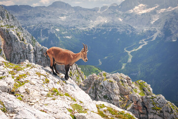 mountain goat on a steep slope in the Italian Alps