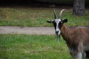 Wandaufkleber Imagem da cabra marrom. © Roqueline