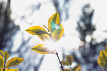 Green leaves of the bush on a sunny spring day.