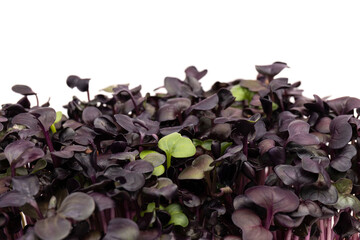 Fresh purple radish sprouts isolated on white. Microgreens.