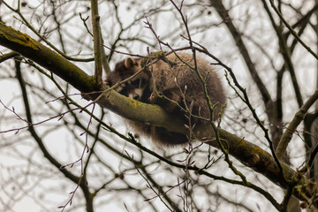 A low angle shot of a Guadeloupe raccoon on the tree