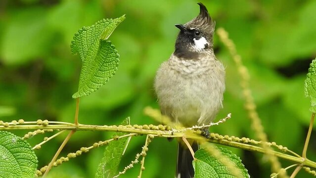 A close up video of an isolated yellow vented bulbul bird in the jungle with clear sky.The bulbul (Pycnonotus goiavier), or eastern bulbul, is a member of the bulbul family of passerine birds.