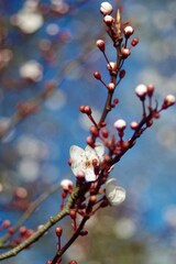 blossom in spring