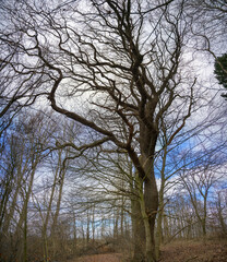 Moorgebiet Kranika Lütjensee Baum im Winter