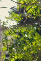 Greenery