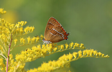 Nierenfleck-Zipfelfalter - Brown hairstreak
