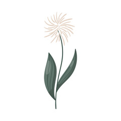 Vector doodle wild dandelion flower isolated on white background.