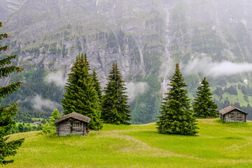 Grindelwald, First, Bort, Wanderweg, Alm, Holzhäuser, Alpen, Bergwiesen, Bergbauer, Berner...