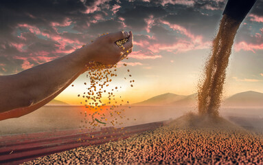 Worker holding soy beans after harvest