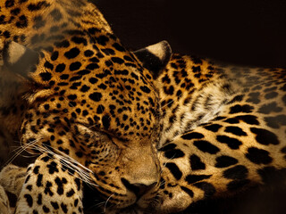 Drapieżnik © Foto Kadr