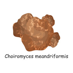 Choiromyces meandriformis. Mushroom. Isolated on white background. Forest. For your design.