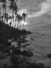 palm trees on the beach
