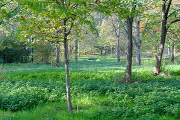The forest of Vincennes in autumn. The 10th November 2021, Paris, France.