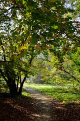 Fototapeta premium The forest of Vincennes in autumn. The 10th November 2021, Paris, France.