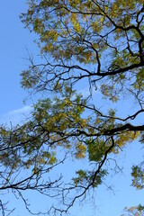 The forest of Vincennes in autumn. The 10th November 2021, Paris, France.