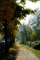 Naklejka premium The forest of Vincennes in autumn. The 10th November 2021, Paris, France.