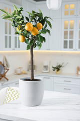 Potted lemon tree with ripe fruits on kitchen countertop