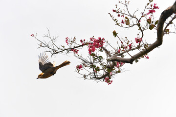 A mango tree with red flowers on a white background